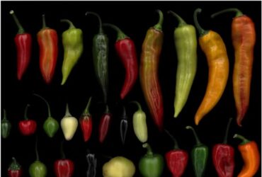 Amikor Románia beizzította a paprikát – új csípős rekorder születhet a szomszédban